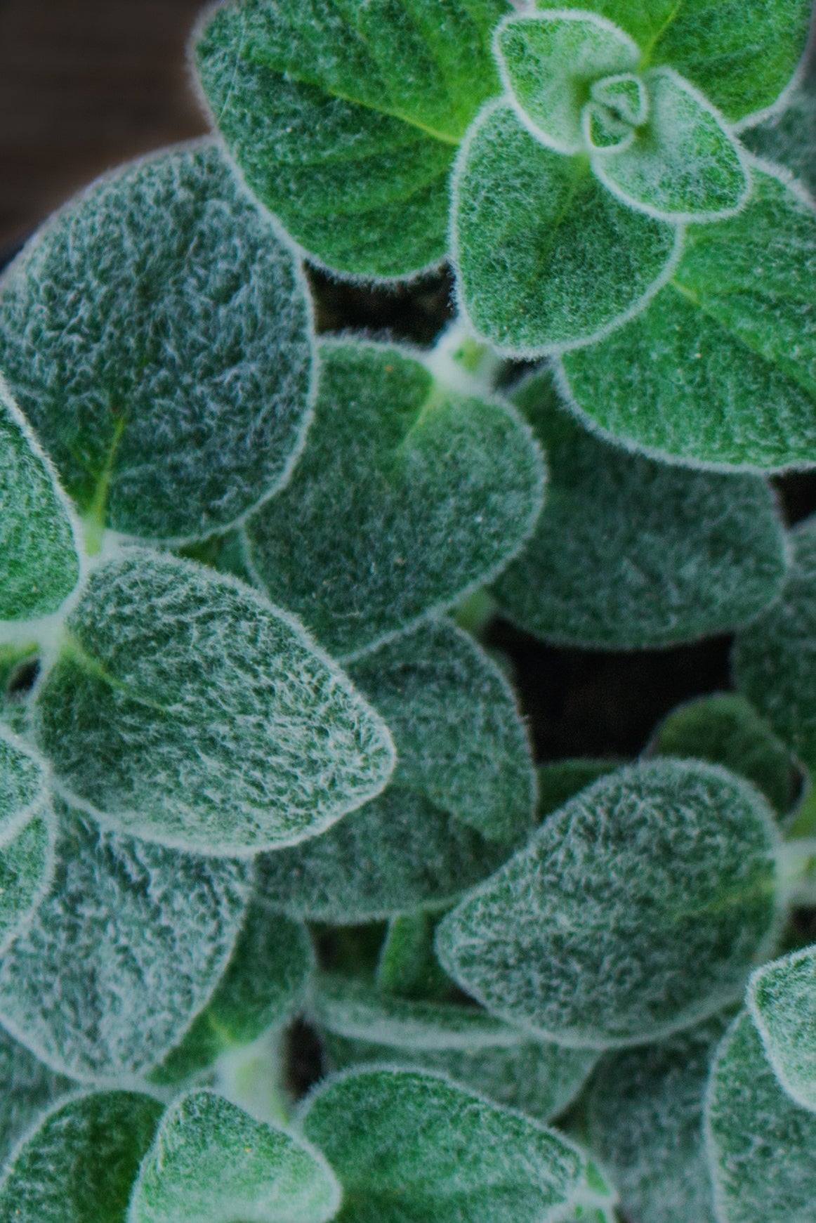 Fig & Lime Shower Gel and Body Lotion Gift Set