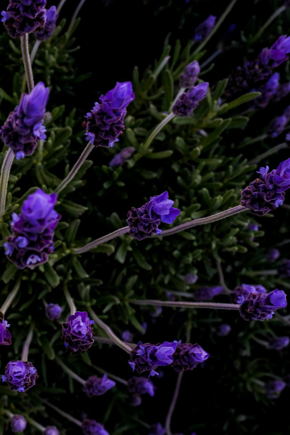 Organic Olive & Lavender Body Lotion 200ml