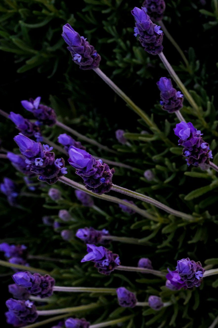 Fig & Lime Shower Gel and Body Lotion Gift Set