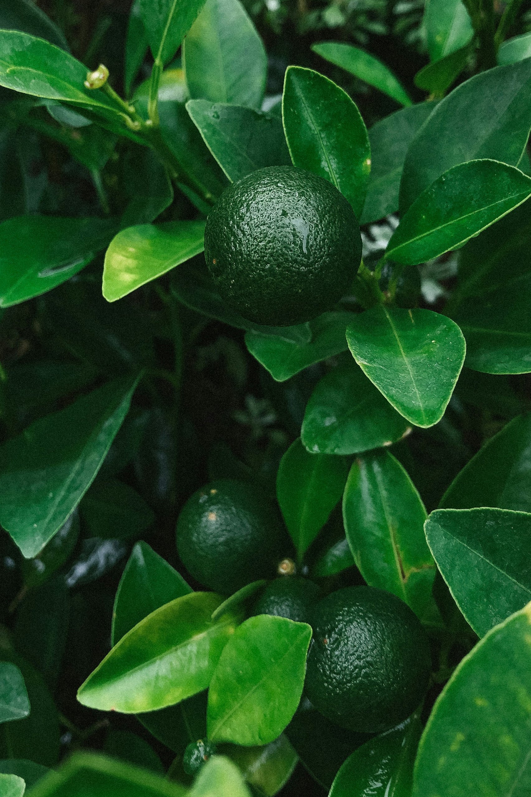 Organic Fig & Lime Shower Gel with Dittany of Crete 270ml