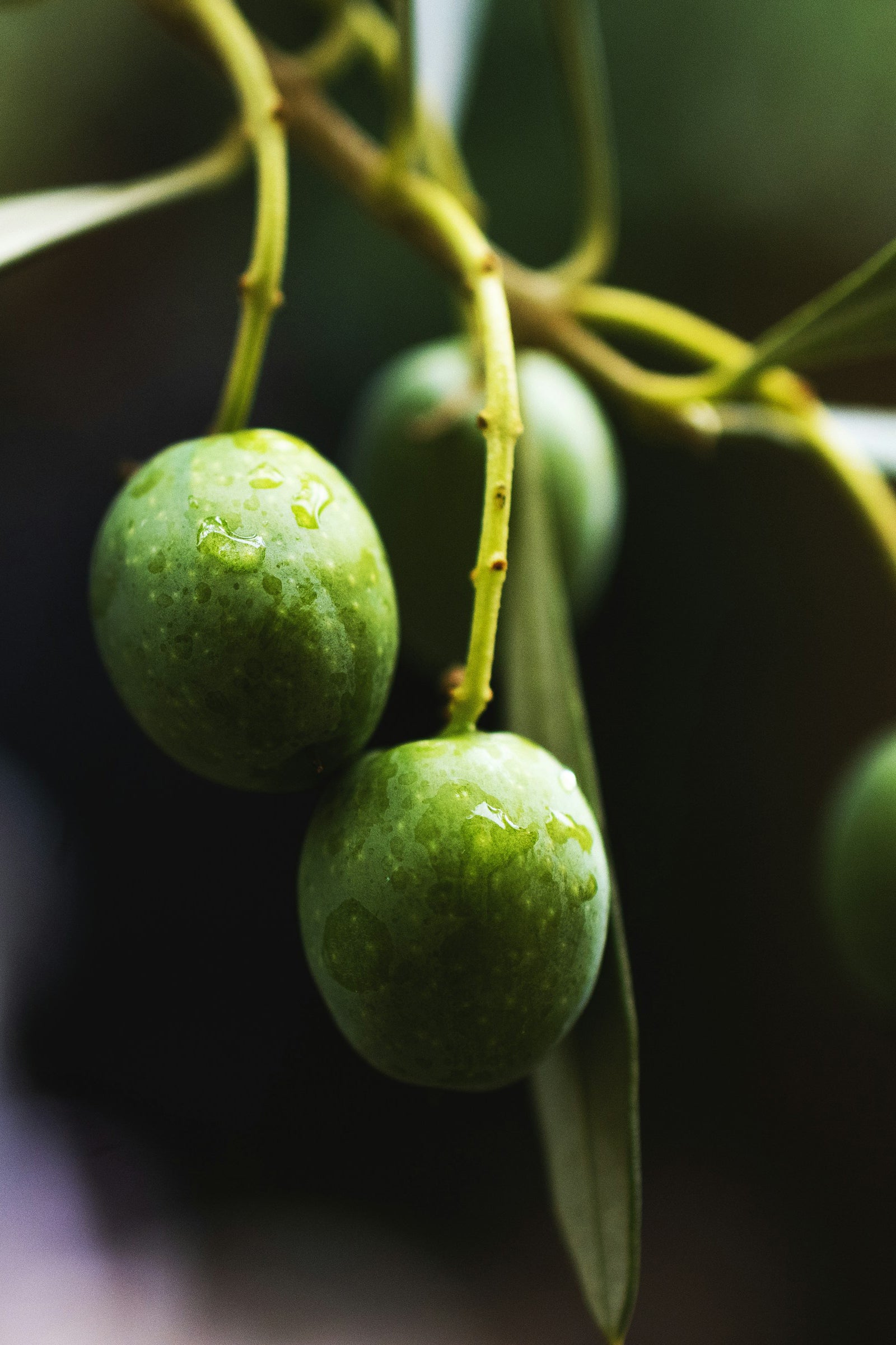 Organic Olive Leaf Shower Gel with Neroli | 250ml