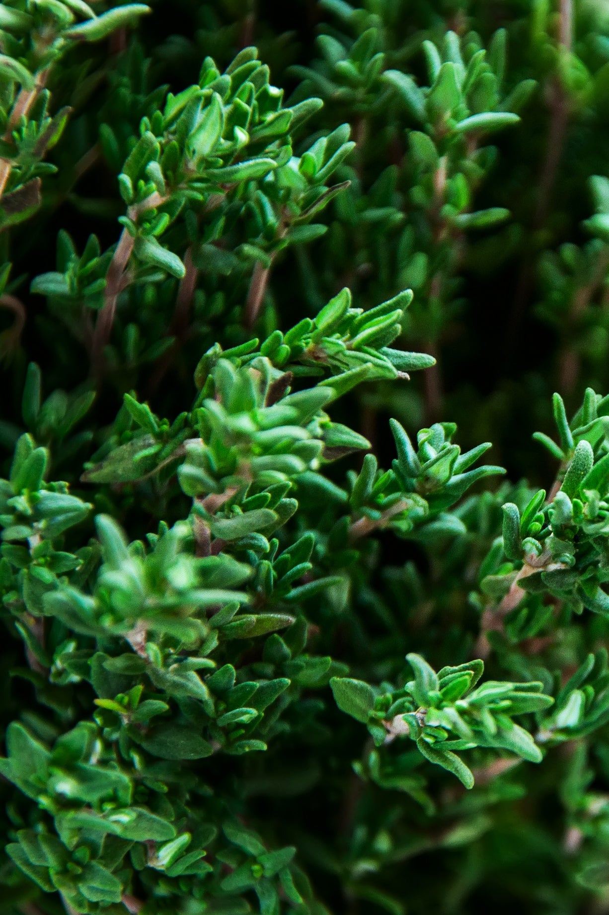 Fig & Lime Shower Gel and Body Lotion Gift Set