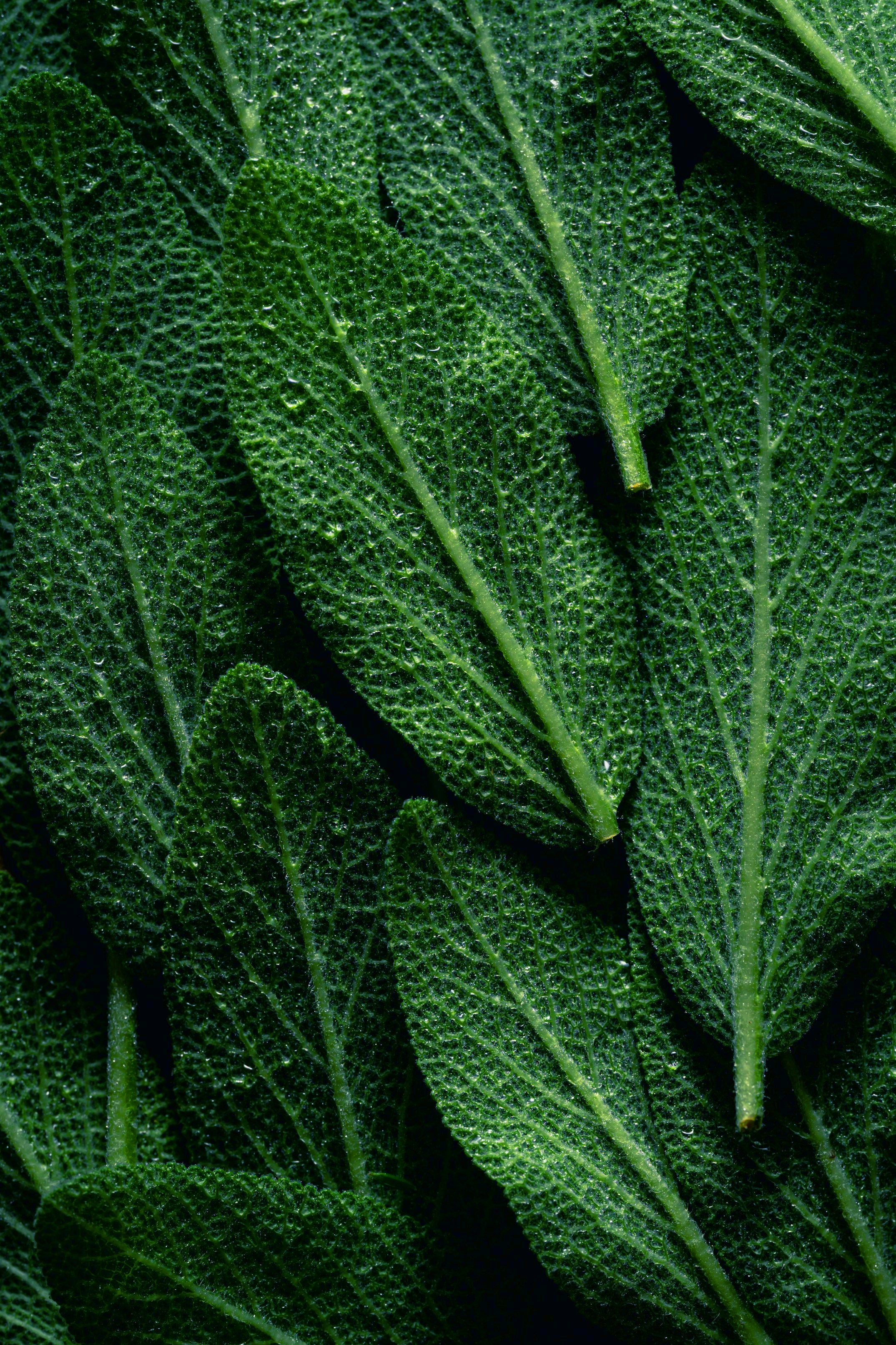 Fig & Lime Shower Gel and Body Lotion Gift Set