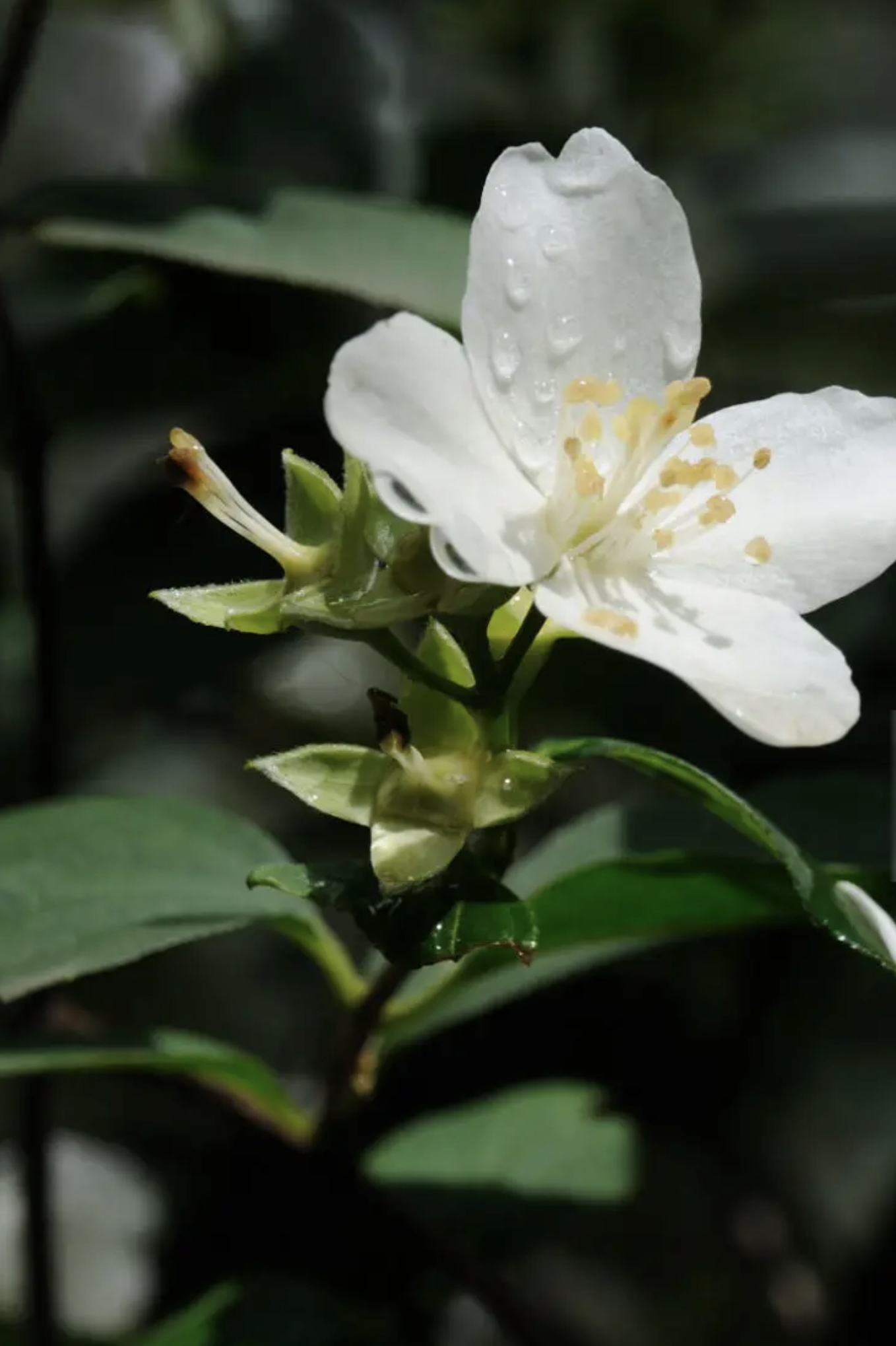 Shower Gel with Jasmine & Organic Aloe Vera