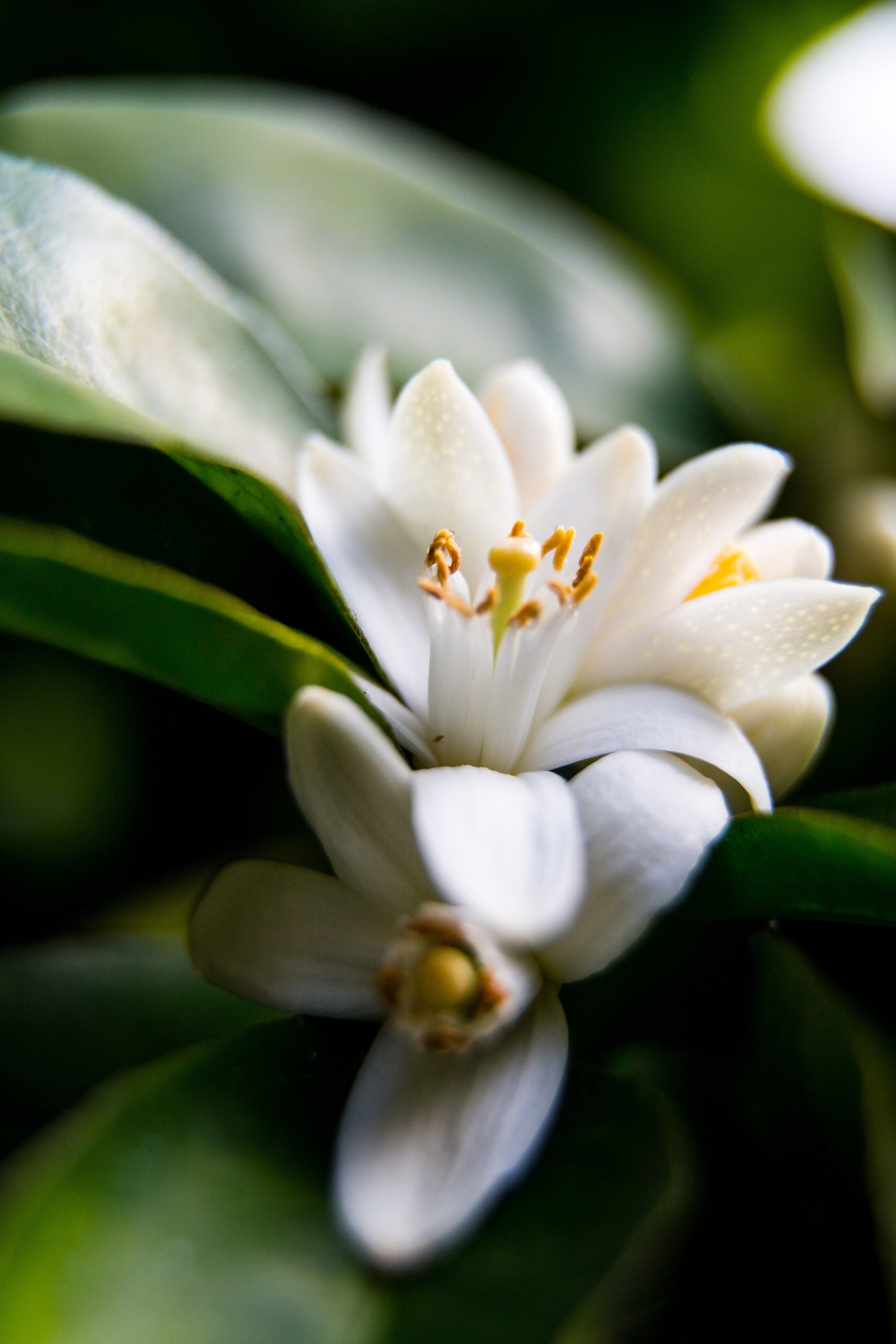 Face Mist with Neroli & Organic Olive Leaves