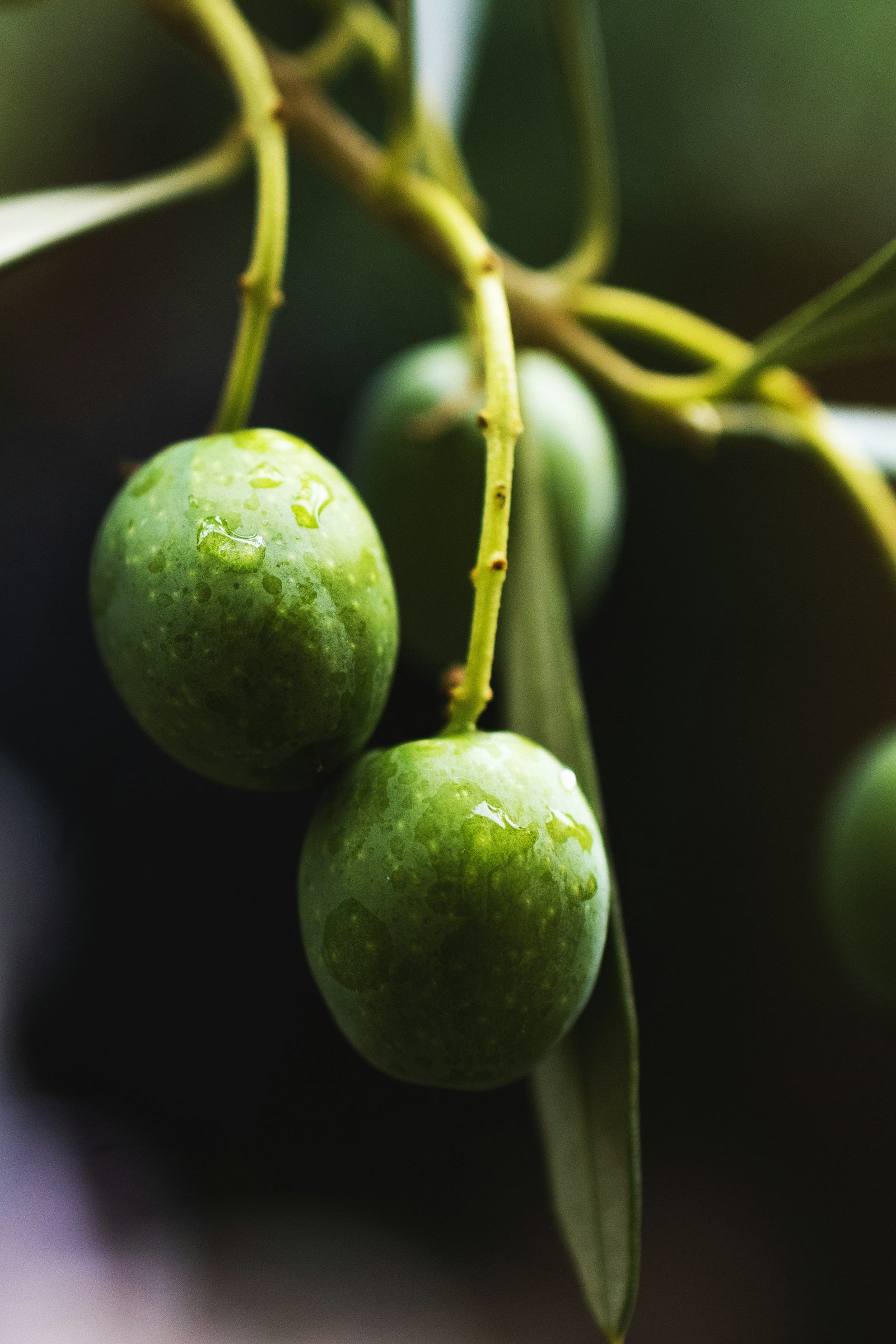 Shower Gel with Neroli & Organic Olive Leaves